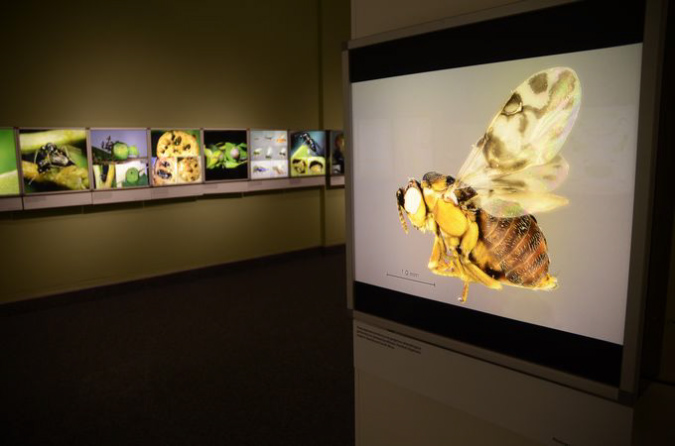 Wasp_exhibition__DSC3442